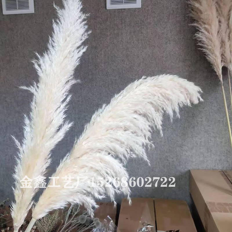 干花大芦苇蒲苇永生花芦柴芦竹铁杆芦苇蒲扇居家摆件兔尾草狗尾草