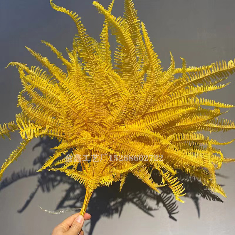 芒萁干花永生花高山羊齿蕨叶金钱蕨香水瓶浮游瓶花材蕨类植物