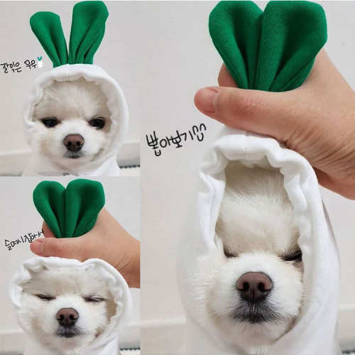 Cross-Border New Arrival Pet Clothes Autumn and Winter Puppy Dog Teddy Cat Fleece-Lined Hooded Sweater Pet Supplies White Radish