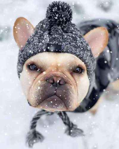 pet hat fadou pug dog cat dog pet supplies autumn and winter wool knitting amazon teddy