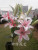 Simulation of artificial flowers wholesale factory direct high three-headed Lily