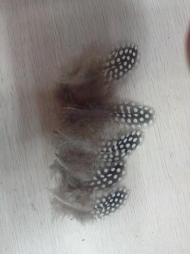 Pearl Chicken Feather Raw Material Feather