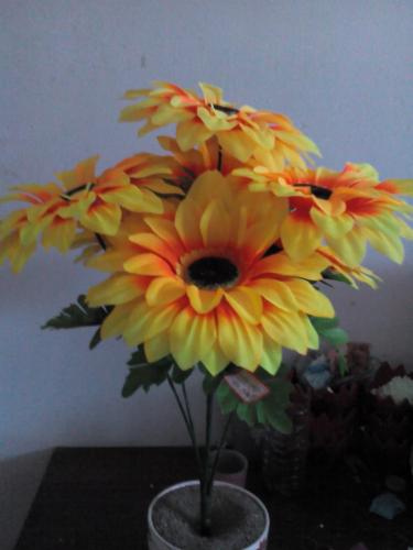 7-head sun chrysanthemum