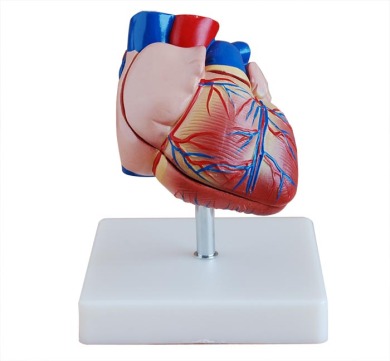 教学模型 心脏模型 heart model