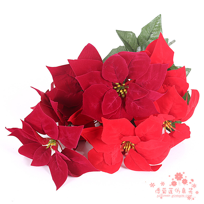 christmas potted flowers