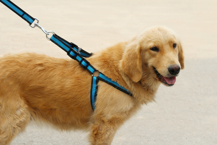 弹性狗狗牵引绳胸背带 小型犬狗链子 中型犬狗绳子金毛宠物用品
