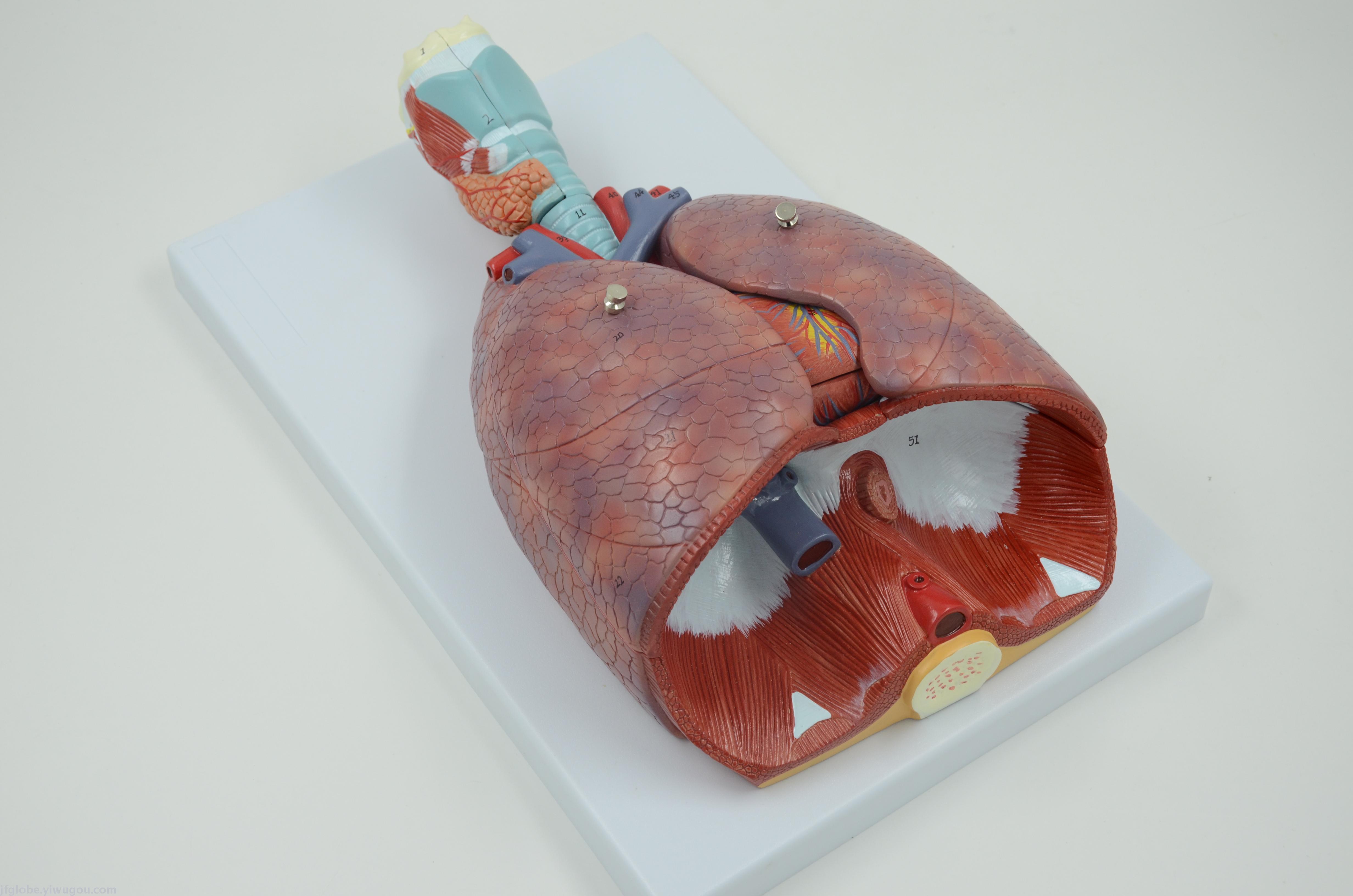 呼吸系统橡皮泥模型图片