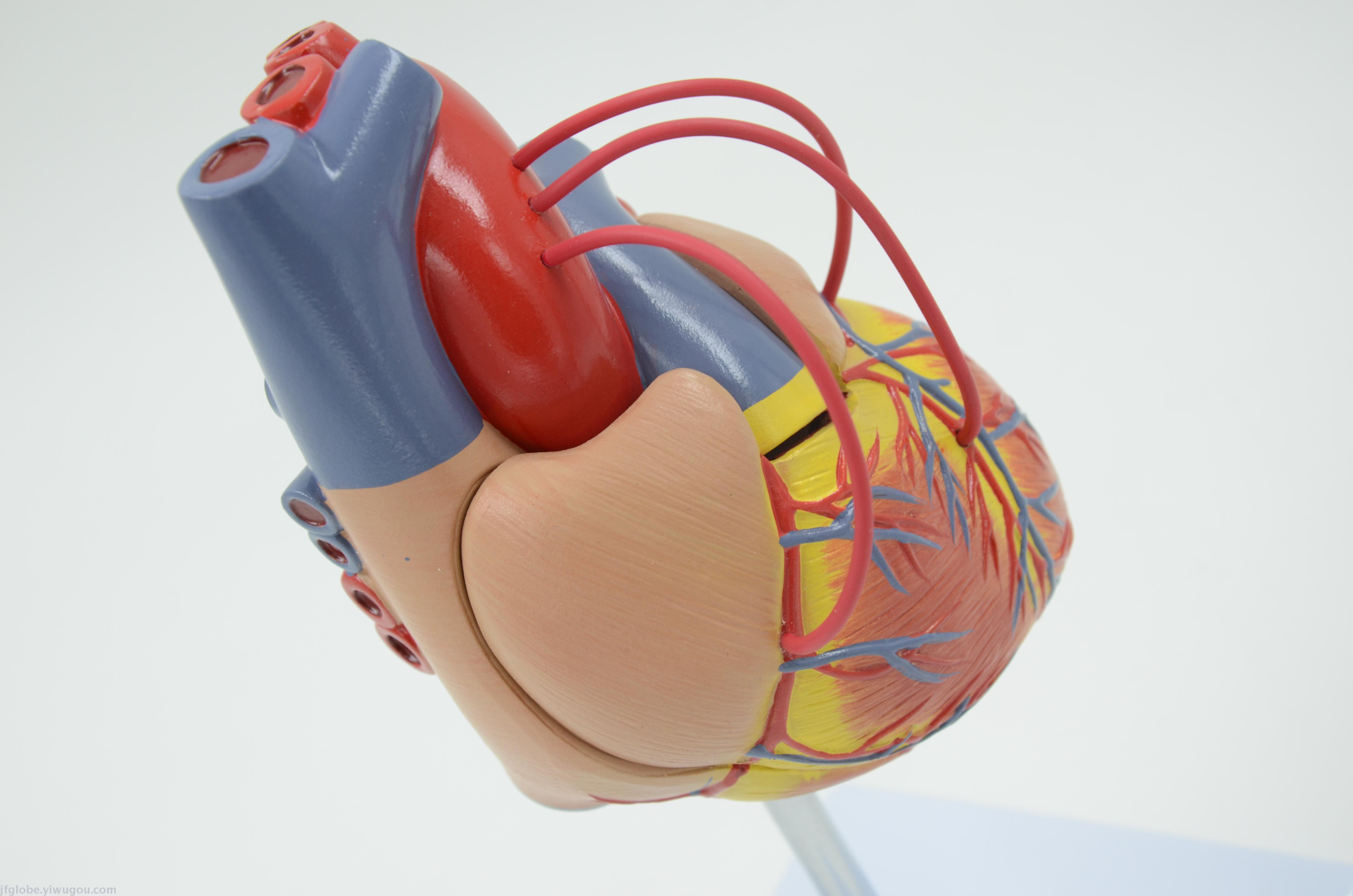 初一生物心脏手工模型图片