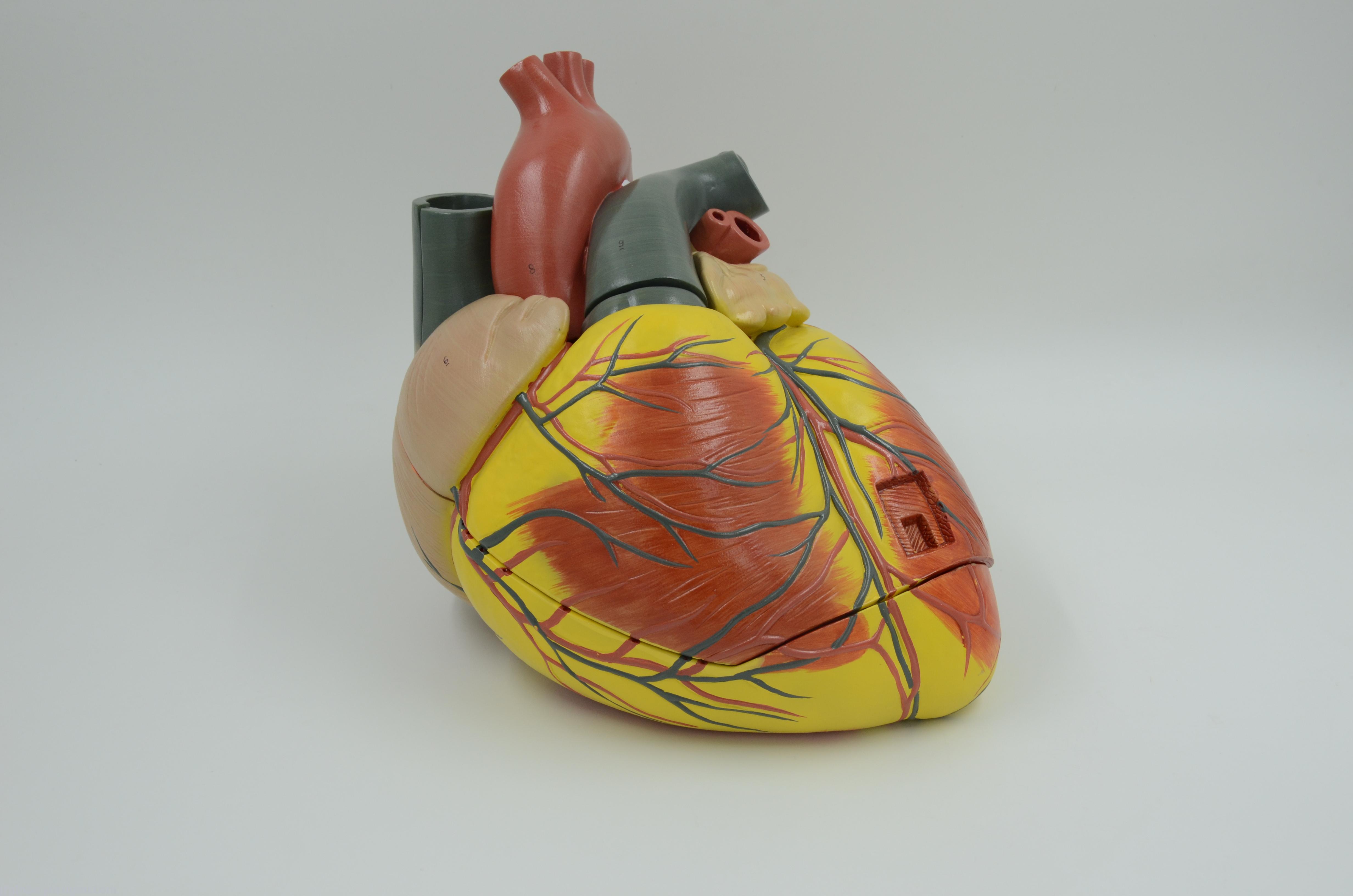 初一生物心脏手工模型图片