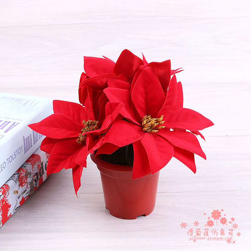 potted christmas flowers