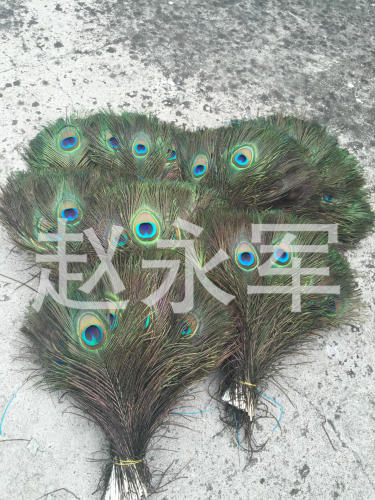 spot supply natural feather peacock feather decoration vase home decoration primary color peacock fur length and size