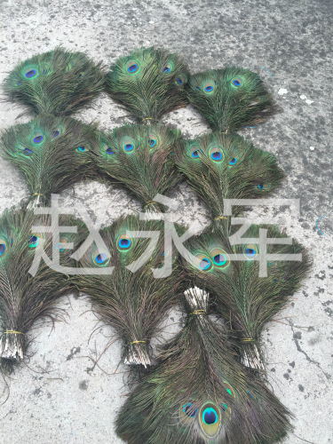 Spot Supply Imported Blue Peacock Feather Can Be Used in Wedding Home Decoration More Sizes Optional