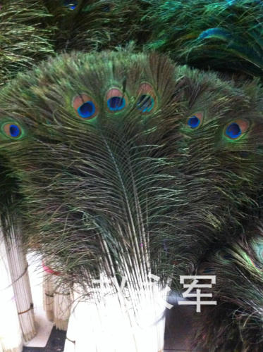 supply peacock feathers imported peacock fur more than decorative feather sizes in stock