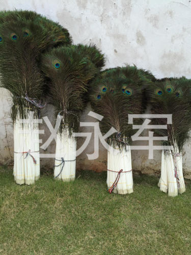 factory wholesale natural peacock fur 90-100cm peacock feather home decoration diy flower arrangement accessories