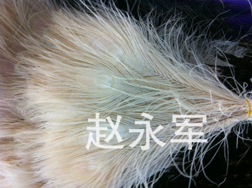 spot supply high quality natural peacock feather peacock feather factory direct color feather 25-30