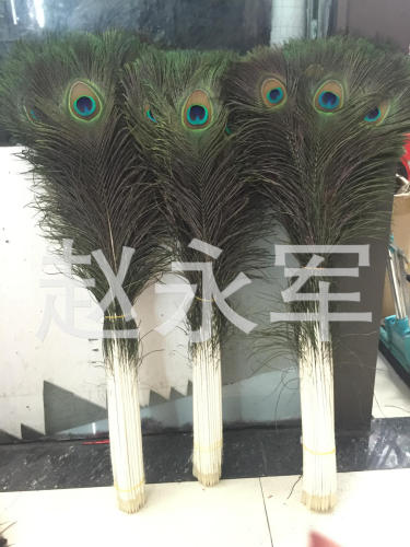 Supply high Quality Imported from India Natural Color Peacock Feather 80-90cm Decorative Feather Peacock Feather Flower Arrangement Feather