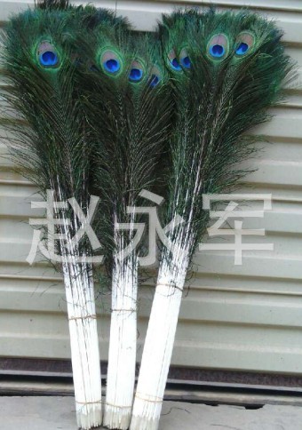 Factory Direct Sales Peacock Fur 100/110cm Decorative Flower Arrangement Feather Multiple Sizes Spot Supply 