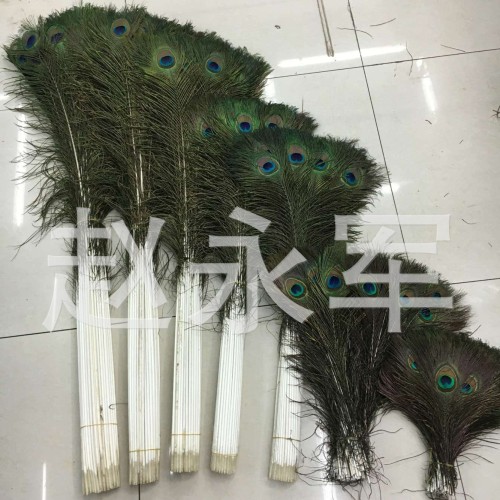 [Factory Direct Sales] Natural Peacock Tail 80-90cm Big Eye Peacock Feather DIY Accessories Feather