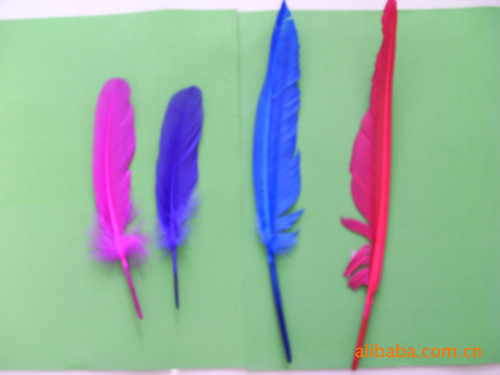 supply turkey feather a variety of wild bird feather ostrich feather peacock feather