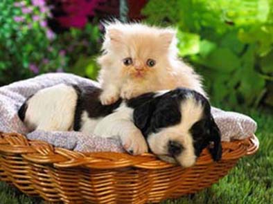 5d超高清立体画 pet立体画贴纸 5d工艺画 30*40动物