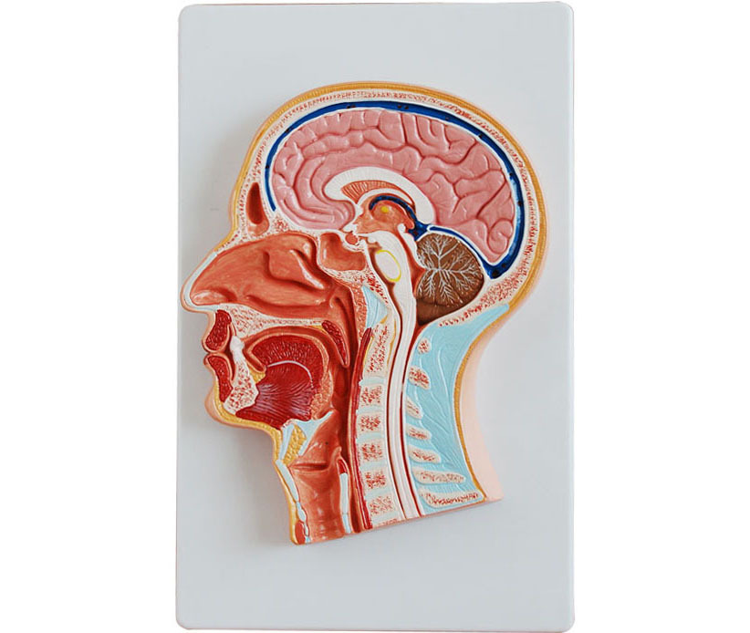 头部正中矢状切面教学模型器官_义乌市胜强康复用品有限公司_义乌购