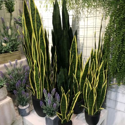 The desert plant simulation of agave tiger skin orchid single piece tiger skin orchid yellow edge tiger skin orchid phalaenopsis leaves