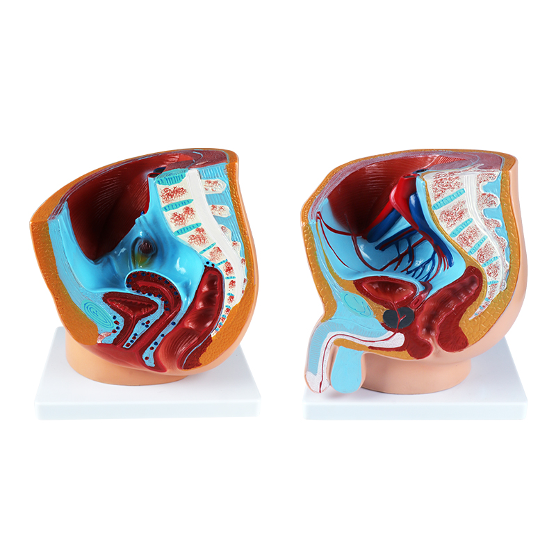 male sagittal anatomy model