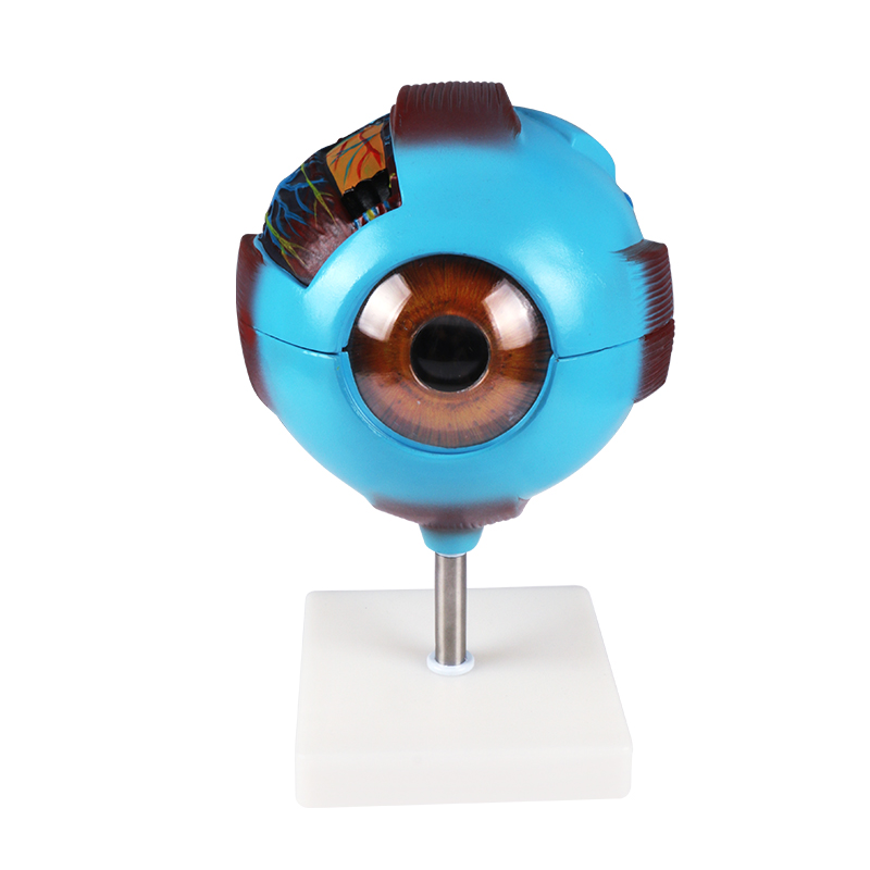 眼球放大模型 人体器官教学模型 giant eye model