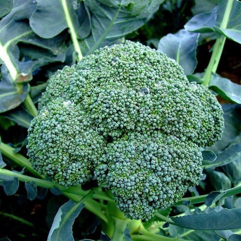 broccoli broccoli precocious 700g vegetable seeds