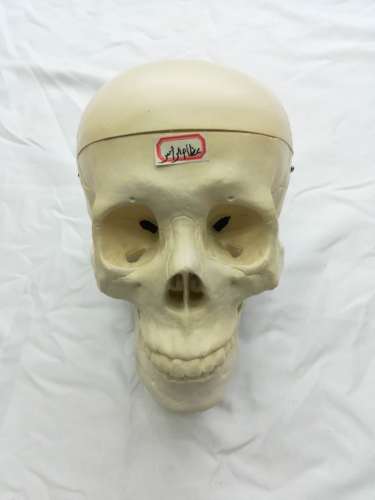 white skull model