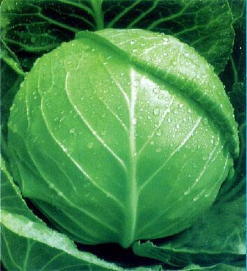 扁球甘蓝 cabbage 高扁圆形 2-3kg 露地越冬栽培 蔬菜种子_北京富世泽