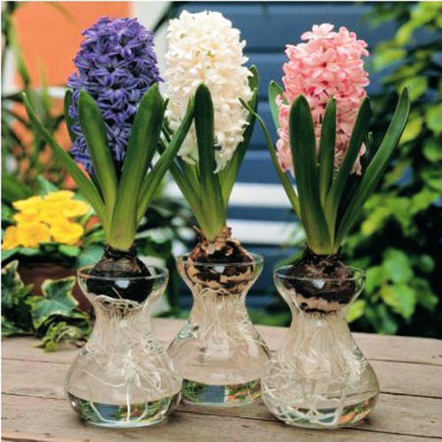 Hyacinth Special Vase Drop-Resistant Transparent Durable Vase Hydroponic Plant Wave Lace Vase RS-6595