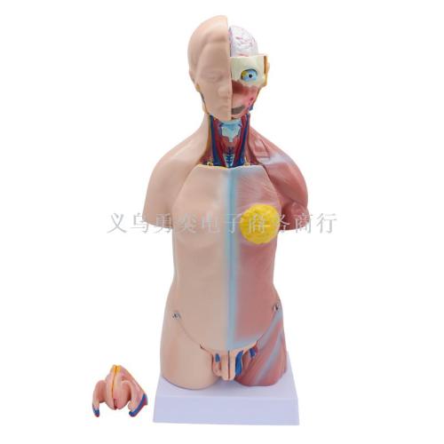 Dual Sex Male Female Trunk Belt Spine Model Human Internal Organs Anatomy Structure 23 Parts Three Fingers Peak