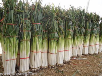 Green onion F1 cold tolerance green onion white compact thick green onion seeds