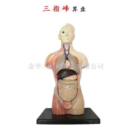 Human Anatomy Model Organ Detachable Medical Teaching Human Organ Model Trunk System Structure Three-Finger Peak