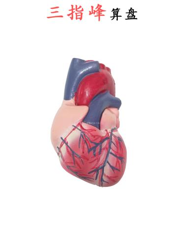 three-fold heart heart model anatomy enlarges cardiac vessels and arteries organ structure mold three-finger peak