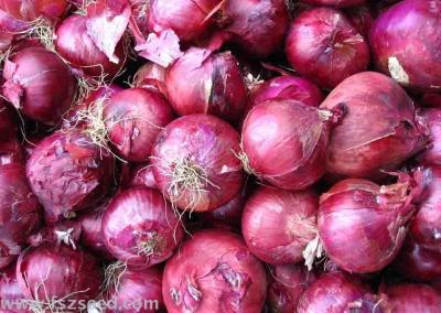The round bulb of the purple onion is slightly flat and the purple and red skin is more productive and larger