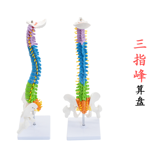 45cm color human spine model with pelvis femoral tailbone spine skeleton model three-finger peak