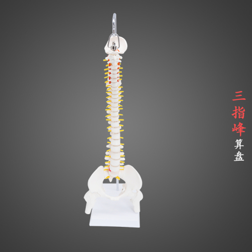 Human Spine Model Spine Model Vertebra Model Hip Joint Model Pelvis Model Cervical Spine Three-Finger Peak
