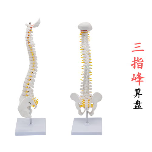 high-end medical human spine attached to pelvis spine lumbar spine bone setting traditional chinese medicine massage orthopedic model three-finger peak
