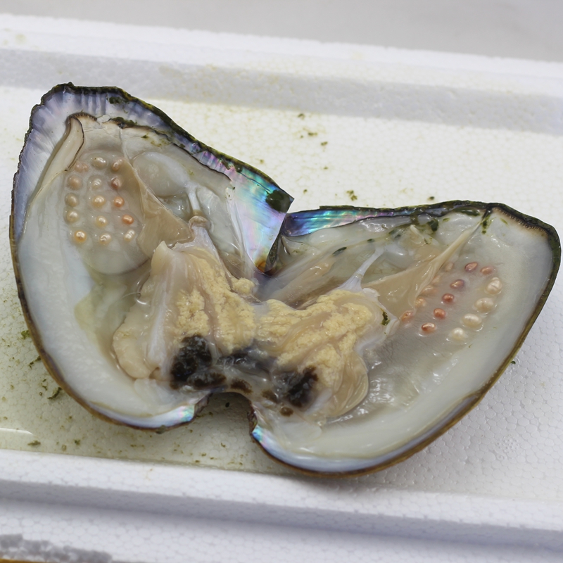 珍珠多珠一个蚌约20-30课养殖三角蚌鲜活蚌净化水质娱乐放生放养