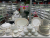 High-end ceramic bone west tableware ceramic hotel supplies