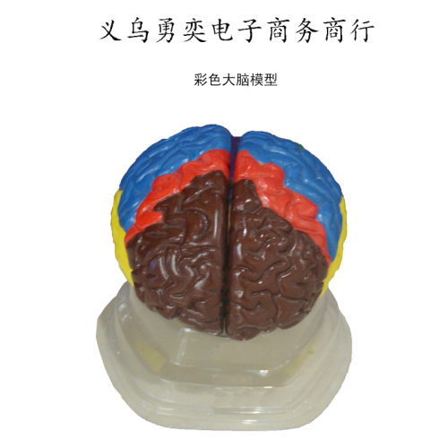 painted brain model teaching model instrument teacher uses color three-part brain anatomy mold for class