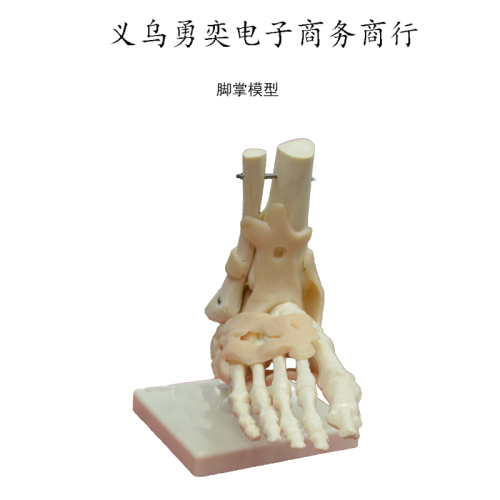 Foot Metacarpal Model the Whole Foot part of the Model Joint Rib Skin Model Teacher Biological Courseware Instrument Demonstration