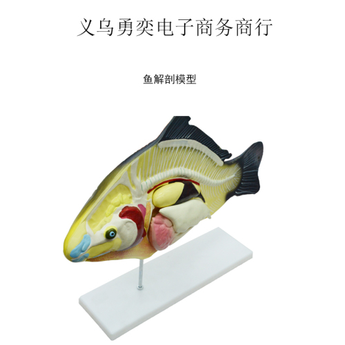 fish model teaching instrument fish anatomy internal structure teaching aids teacher class fish courseware