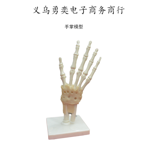 Palm Skeleton Model Human Body Teaching Model Courseware