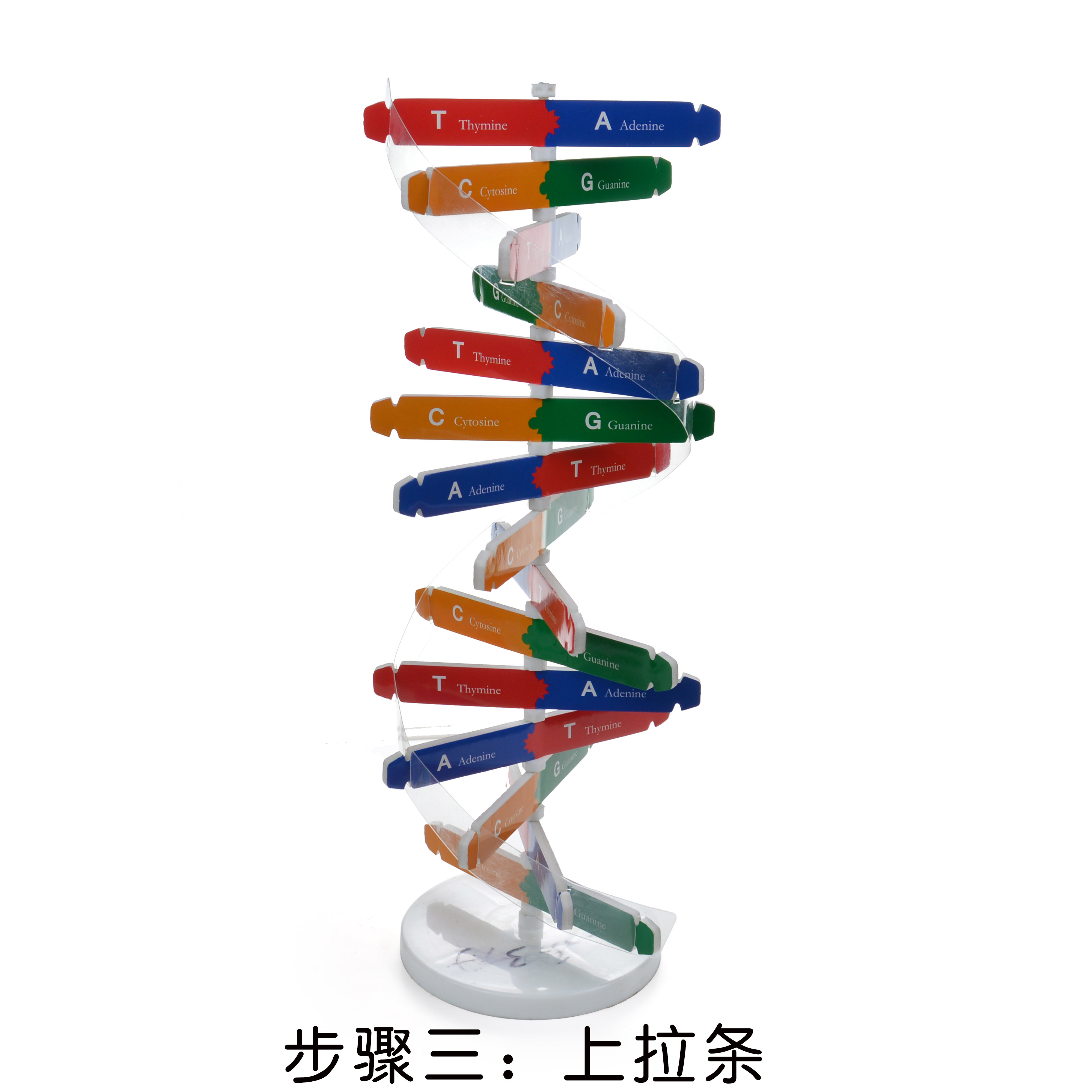 人体基因DNA模型双螺旋 科技小制作diy生物科学实验器材科普教具