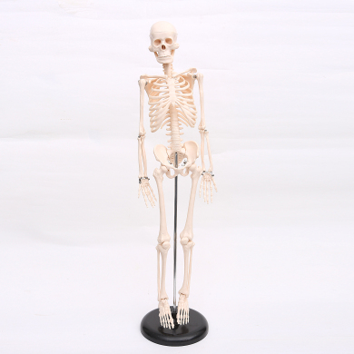 儿童骨骼模型人体全身小学科学教学仪器材生物实验教学模型批发