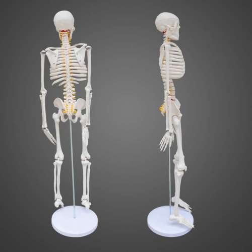 85cm Human Skeleton Model Skeleton with Muscle Simulation Toy Whole Body Real Person Detachable Medical Three-Finger Peak