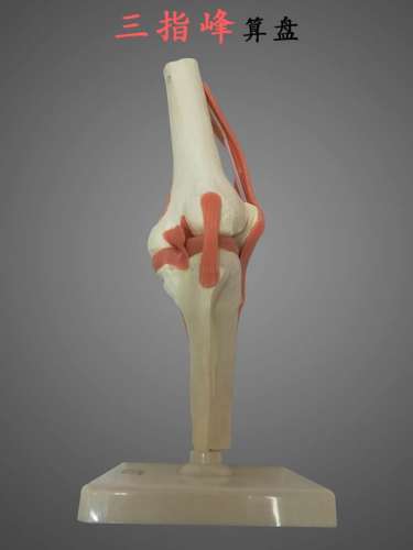 Human Knee Joint Model Functional Knee Joint Ligament Model Knee Cap Model Three finger Peak
